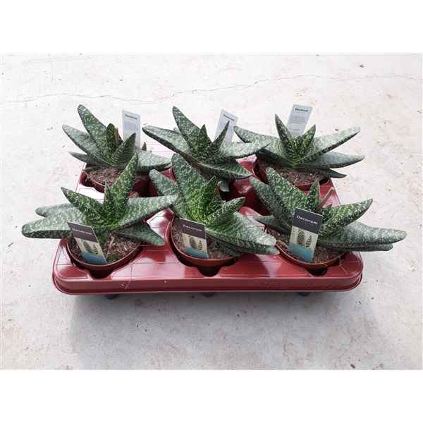 Горшечные цветы и растения оптом Gasteria Brachyphylla от 9шт из Голландии с доставкой по России