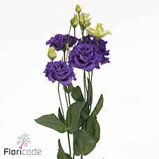 Срезанные цветы оптом Lisianthus do alissa blue от 140шт. из Голландии с доставкой по России