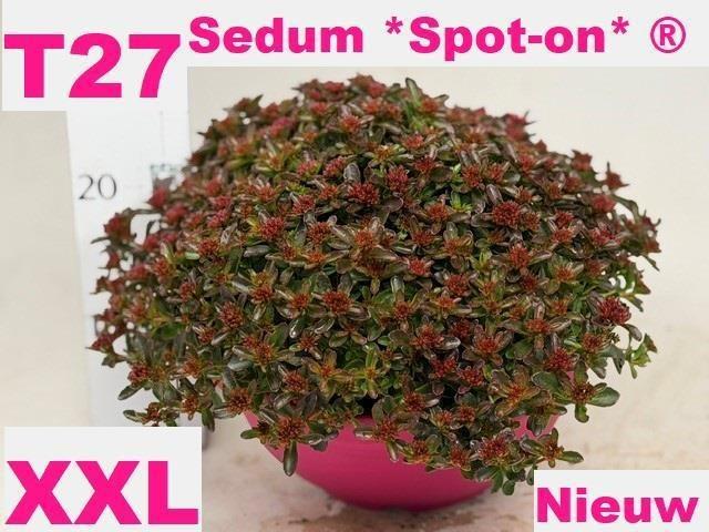 Горшечные цветы и растения оптом Sedum Spu Spot D Ros от 1шт из Голландии с доставкой по России