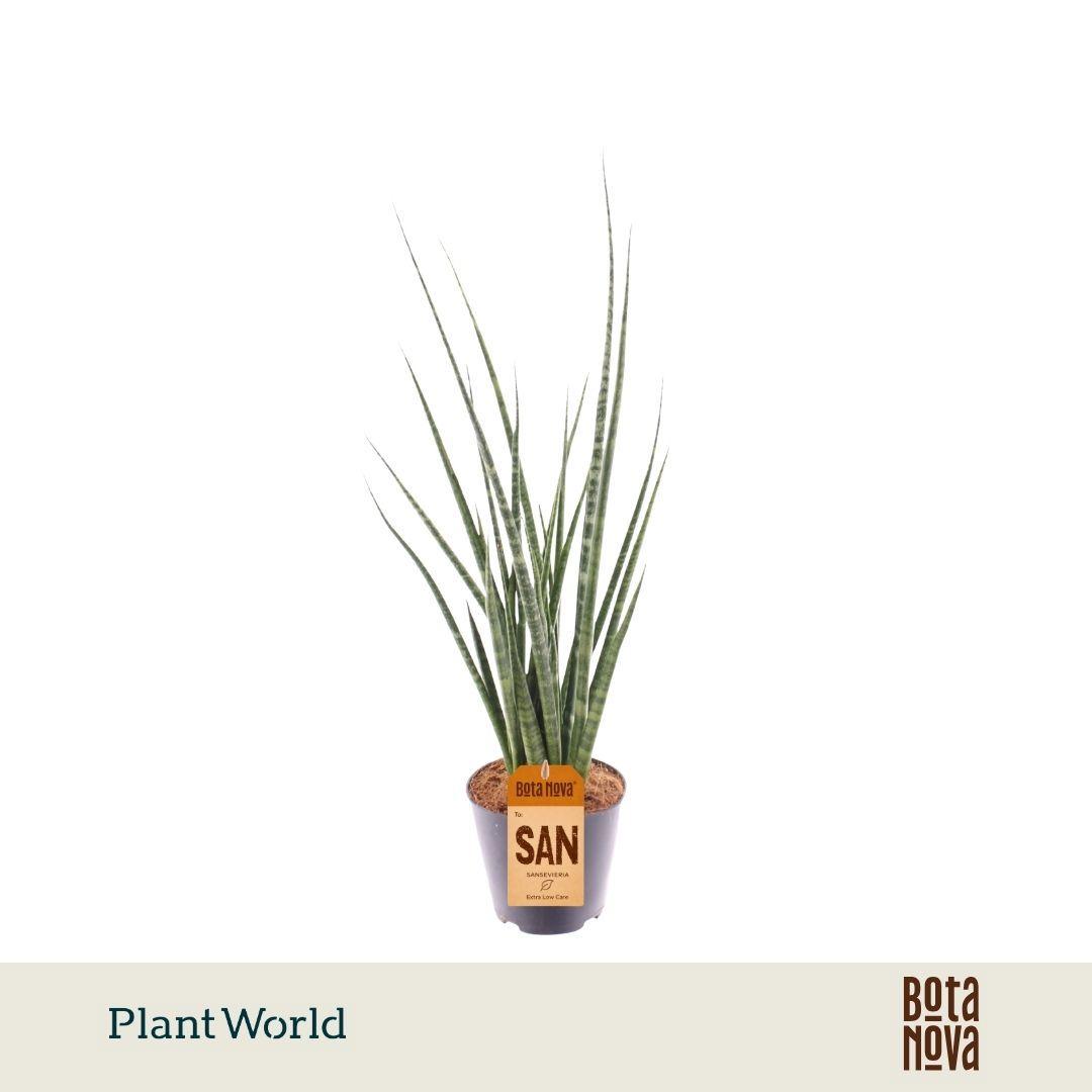 Горшечные цветы и растения оптом Sansevieria Digitorum от 6шт из Голландии с доставкой по России
