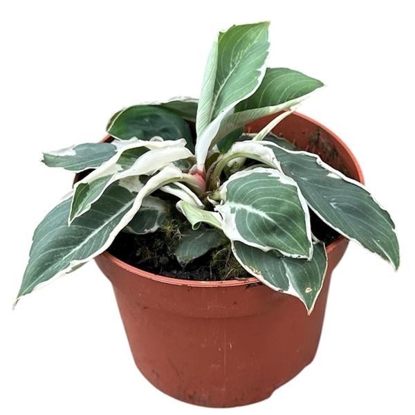 Горшечные цветы и растения оптом Homalomena Wallisii Camouflage Variegata от 1шт из Голландии с доставкой по России