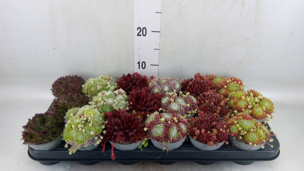 Горшечные цветы и растения оптом Sempervivum   ... от 18шт (для телеги) из Голландии с доставкой по России