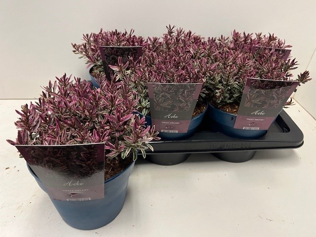 Горшечные цветы и растения оптом Hebe Ov от 6шт из Голландии с доставкой по России