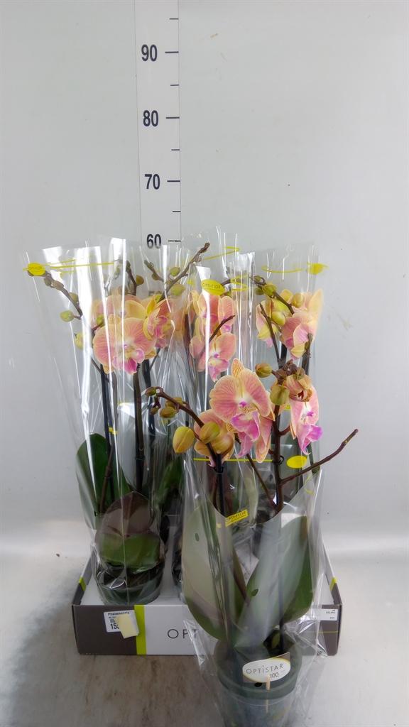 Горшечные цветы и растения оптом Phalaenopsis   ...orange от 6шт из Голландии с доставкой по России