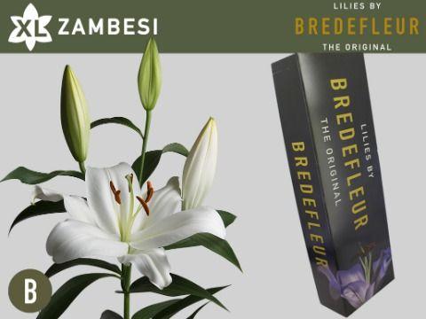 Срезанные цветы оптом Lilium or zambesi от 60шт из Голландии с доставкой по России