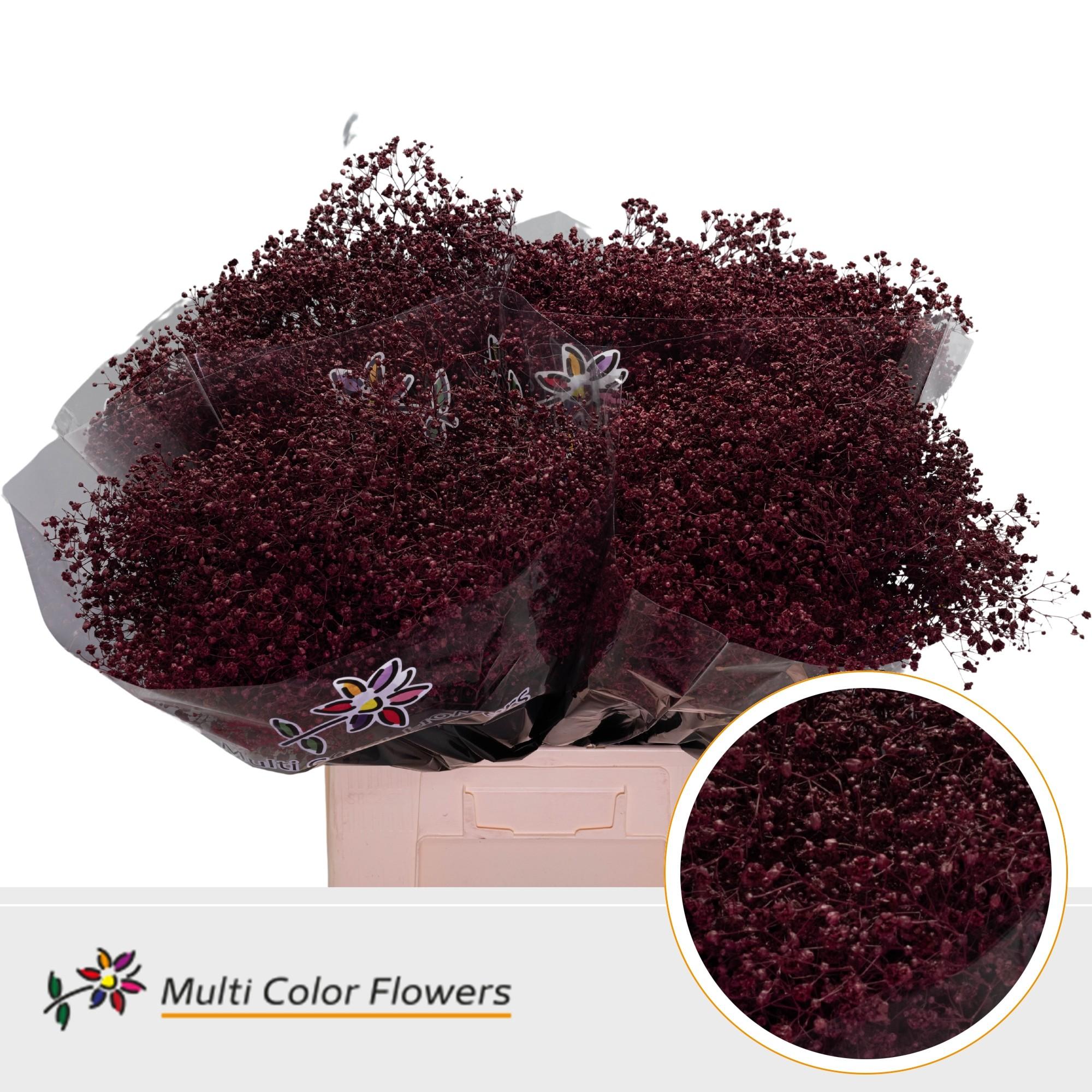 Срезанные цветы оптом Gyps large paint bordeaux от 100шт из Голландии с доставкой по России