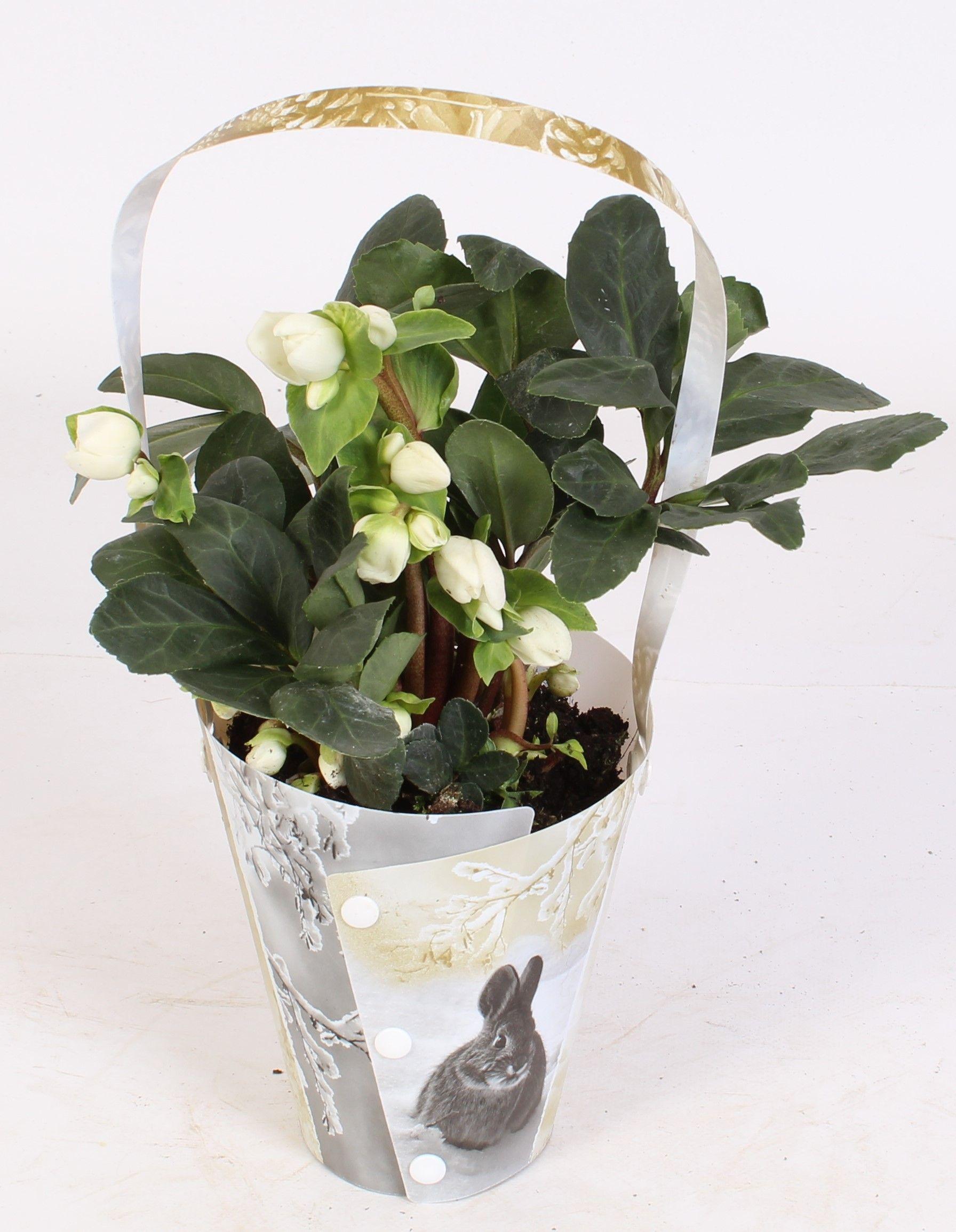 Горшечные цветы и растения оптом Helleborus Christmas Carol In Draagtas Winter от 6шт из Голландии с доставкой по России