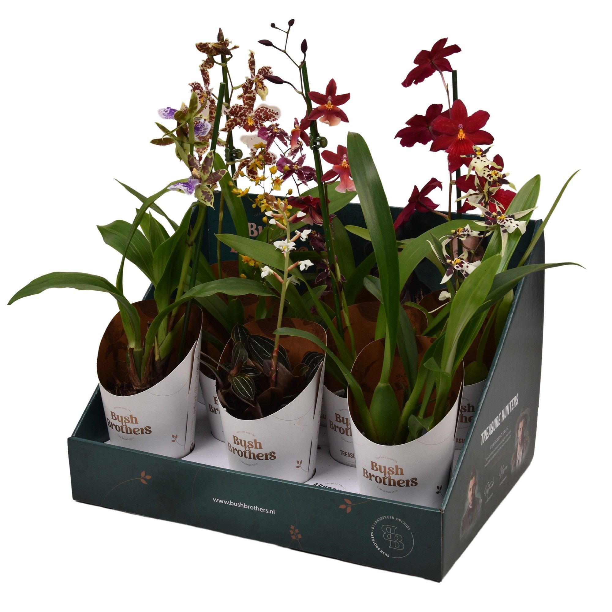 Горшечные цветы и растения оптом Orchid 1-2st Mix In Bush Brothers Showbox от 8шт (для телеги) из Голландии с доставкой по России