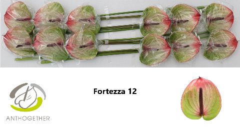 Срезанные цветы оптом Anthurium fortezza от 10шт. из Голландии с доставкой по России