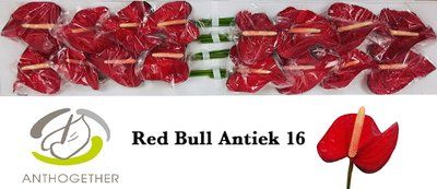 Срезанные цветы оптом Anthurium red bull от 16шт из Голландии с доставкой по России