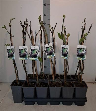 Горшечные цветы и растения оптом Ficus Carica от 10шт из Голландии с доставкой по России