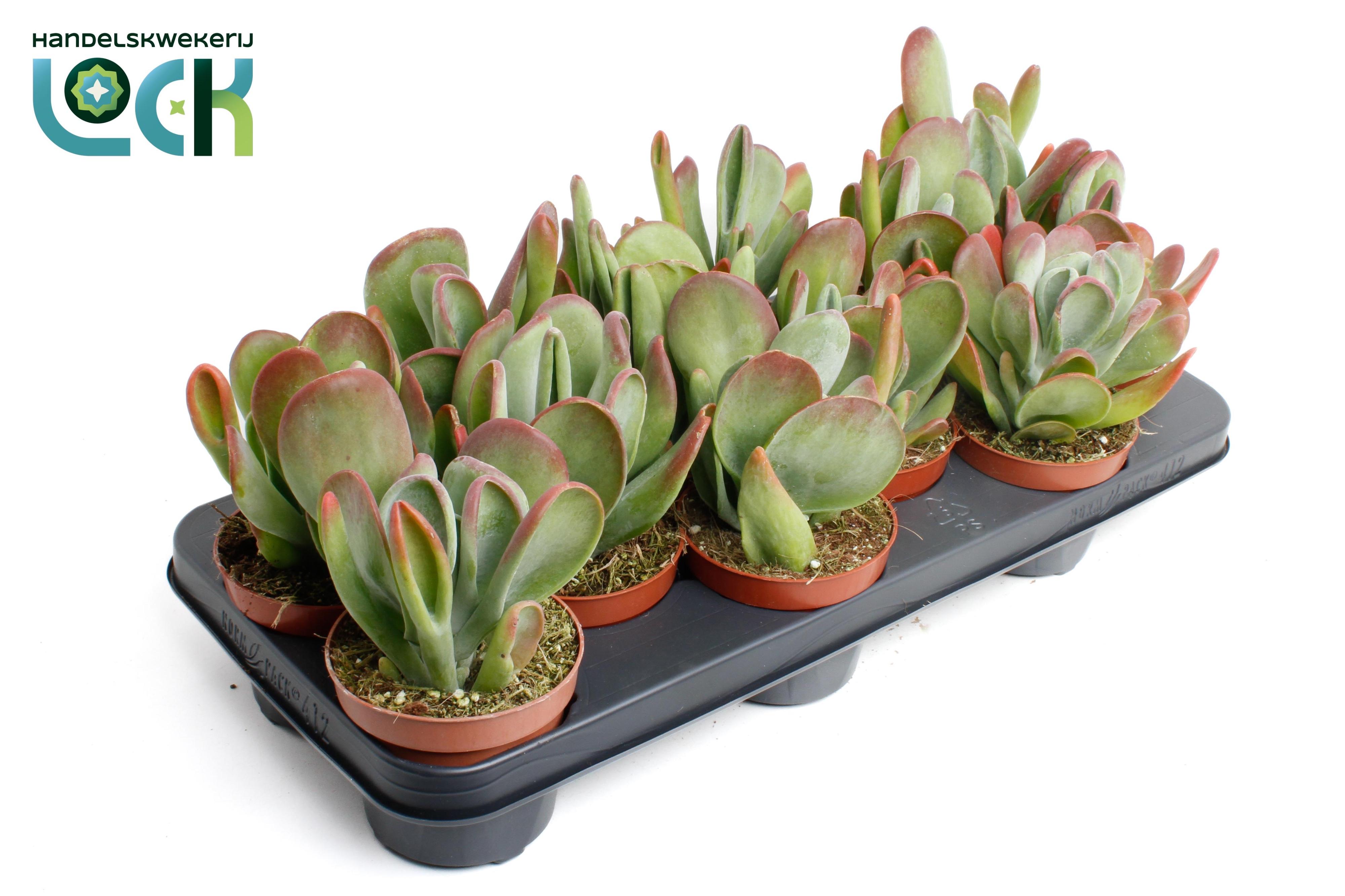 Горшечные цветы и растения оптом Kalanchoe Oricula от 9шт из Голландии с доставкой по России