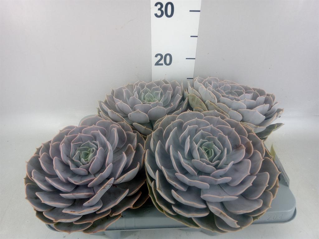 Горшечные цветы и растения оптом Echeveria pollux от 4шт из Голландии с доставкой по России