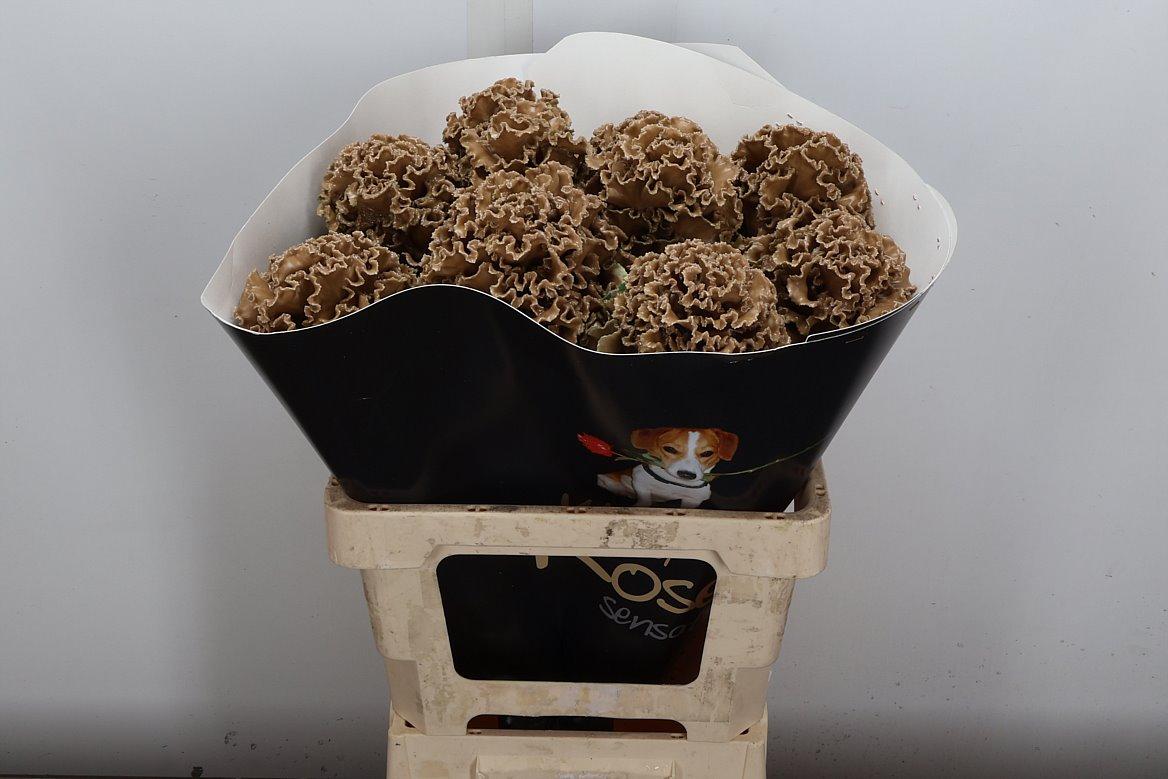 Срезанные цветы оптом Brassica wax fringed caramel от 10шт из Голландии с доставкой по России