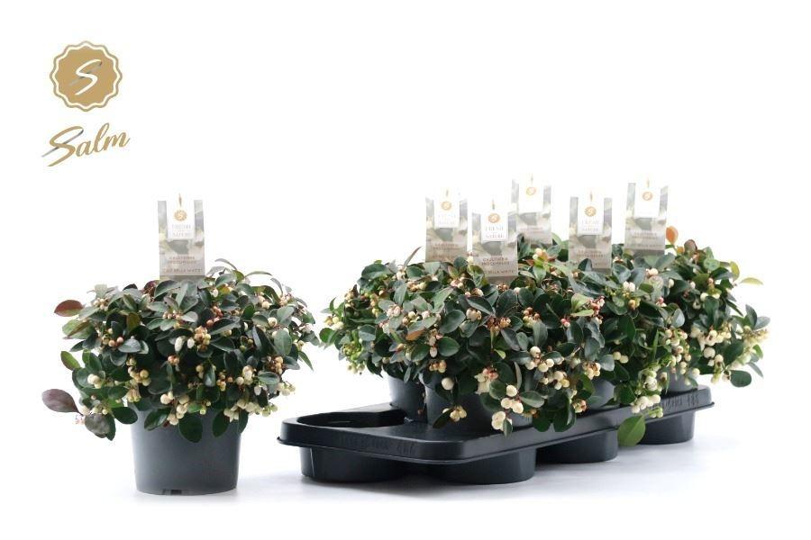 Горшечные цветы и растения оптом Gaulth Pr Ciao B Whi от 6шт из Голландии с доставкой по России