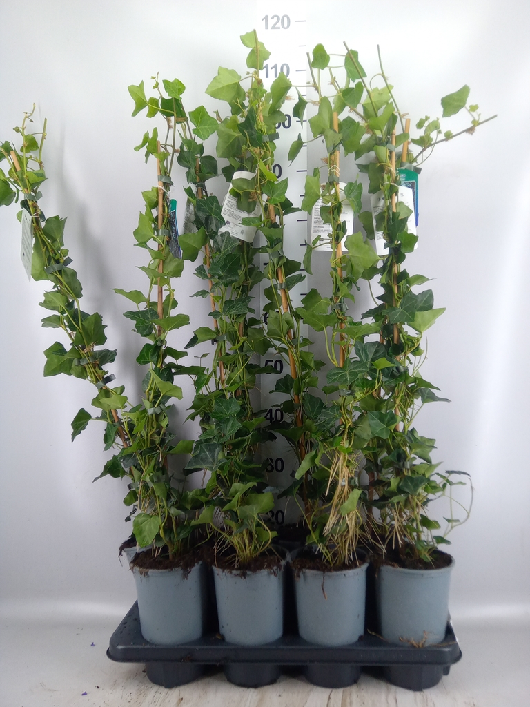Горшечные цветы и растения оптом Hedera Hibernica от 8шт из Голландии с доставкой по России