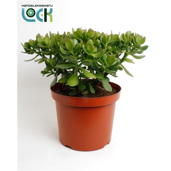 Горшечные цветы и растения оптом Crassula Ovata от 2шт из Голландии с доставкой по России