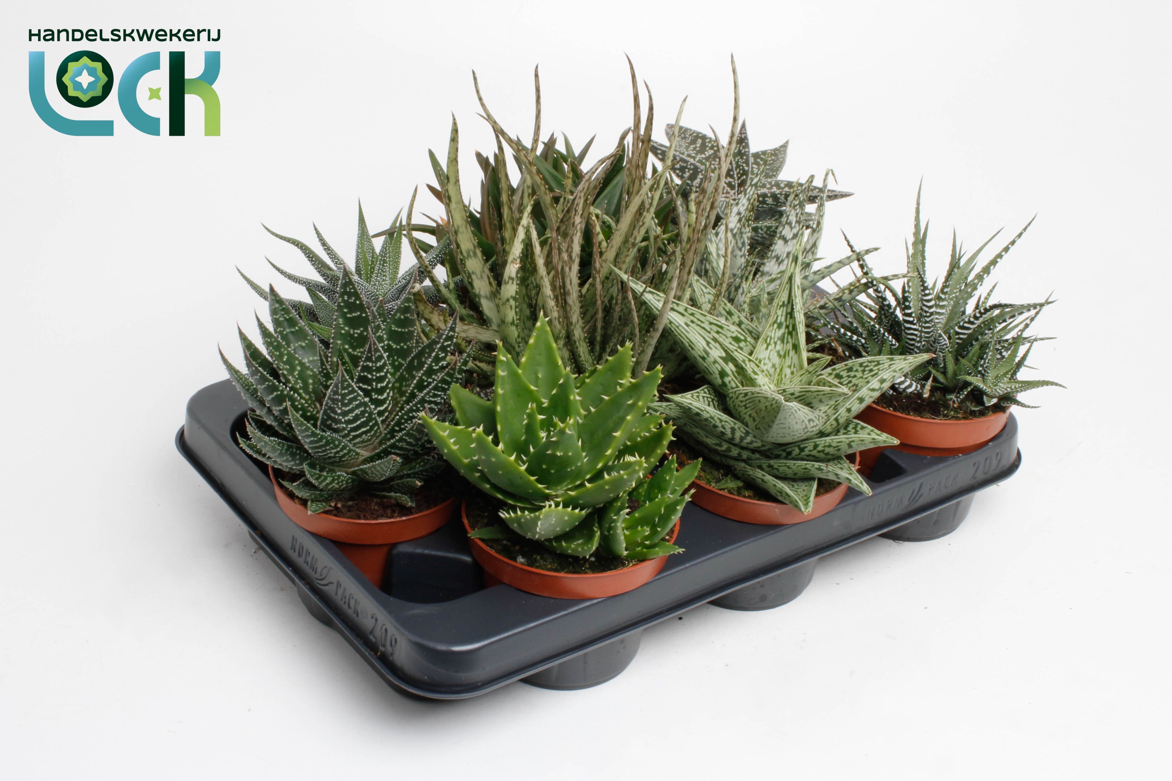 Горшечные цветы и растения оптом Aloe-haworthia Mix от 9шт из Голландии с доставкой по России