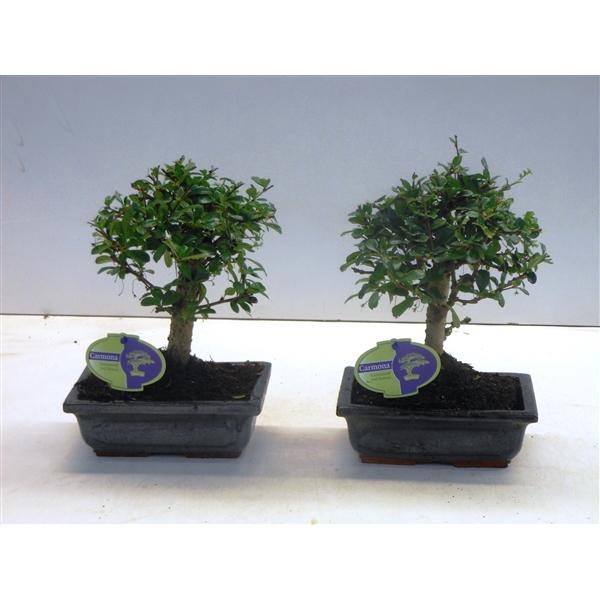 Горшечные цветы и растения оптом Bonsai Carmona Macrophylla, 20cm., Broom, Without от 6шт из Голландии с доставкой по России