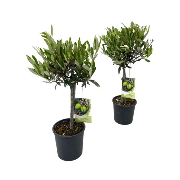 Горшечные цветы и растения оптом Olea Europaea On Stem от 6шт из Голландии с доставкой по России