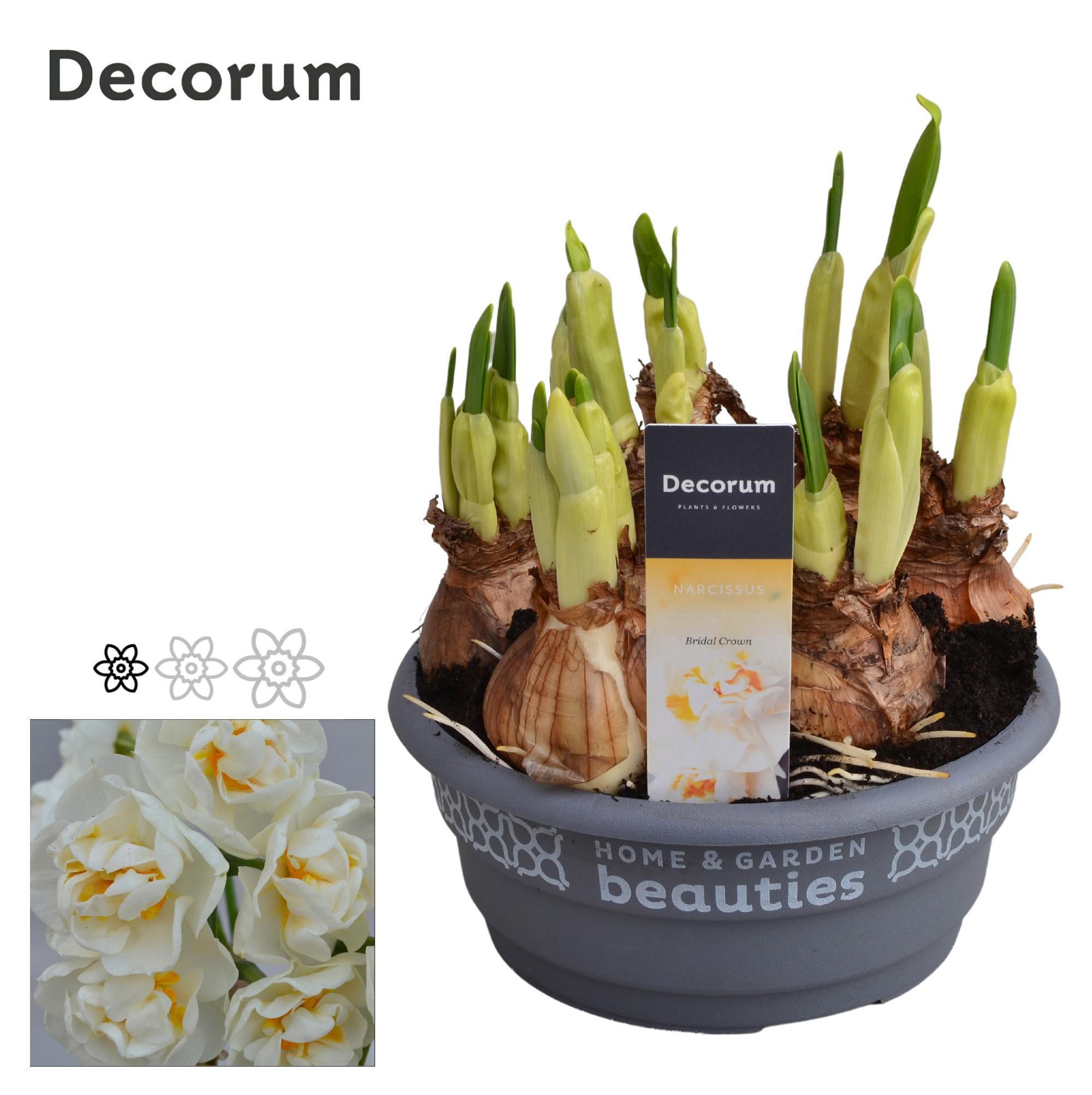 Горшечные цветы и растения оптом Narcissus Bridal Crown (decorum) от 7шт из Голландии с доставкой по России