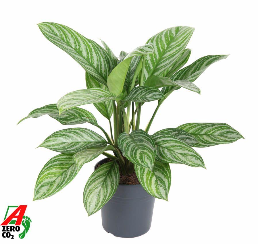Горшечные цветы и растения оптом Aglaonema Stripes от 1шт из Голландии с доставкой по России