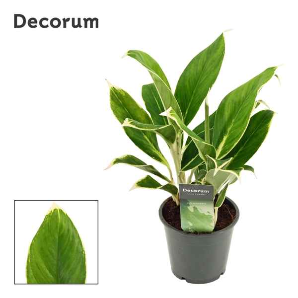 Горшечные цветы и растения оптом Aglaonema White Lime (decorum) от 10шт из Голландии с доставкой по России