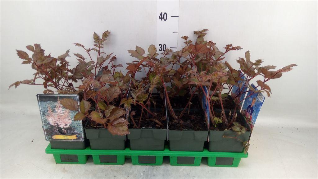 Горшечные цветы и растения оптом Astilbe   ... от 10шт из Голландии с доставкой по России
