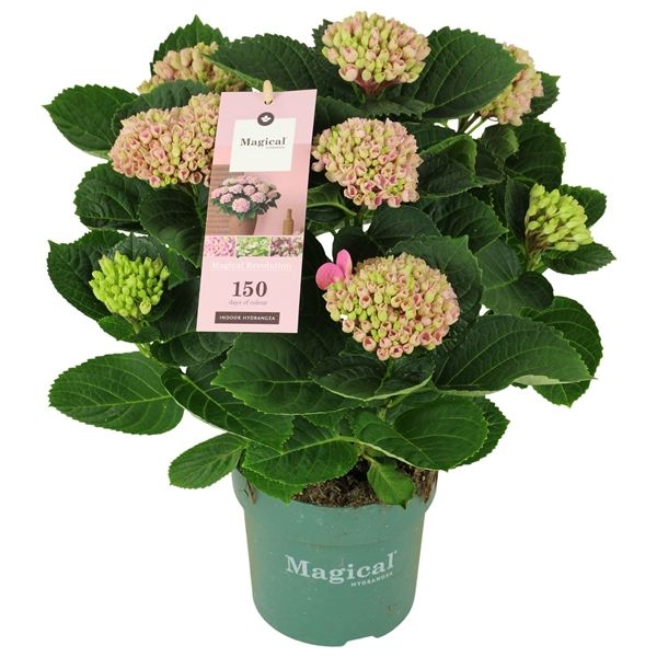 Горшечные цветы и растения оптом Hydrangea Ma Magical Revolution Rose 5+ от 6шт из Голландии с доставкой по России