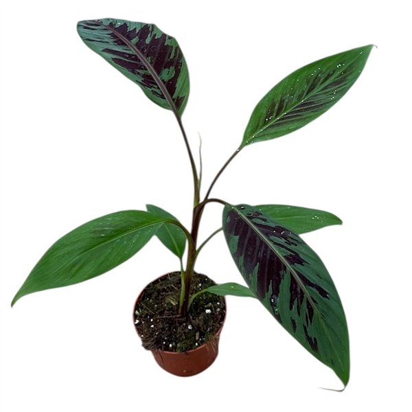 Горшечные цветы и растения оптом Musa Acuminata Zebrina от 1шт из Голландии с доставкой по России