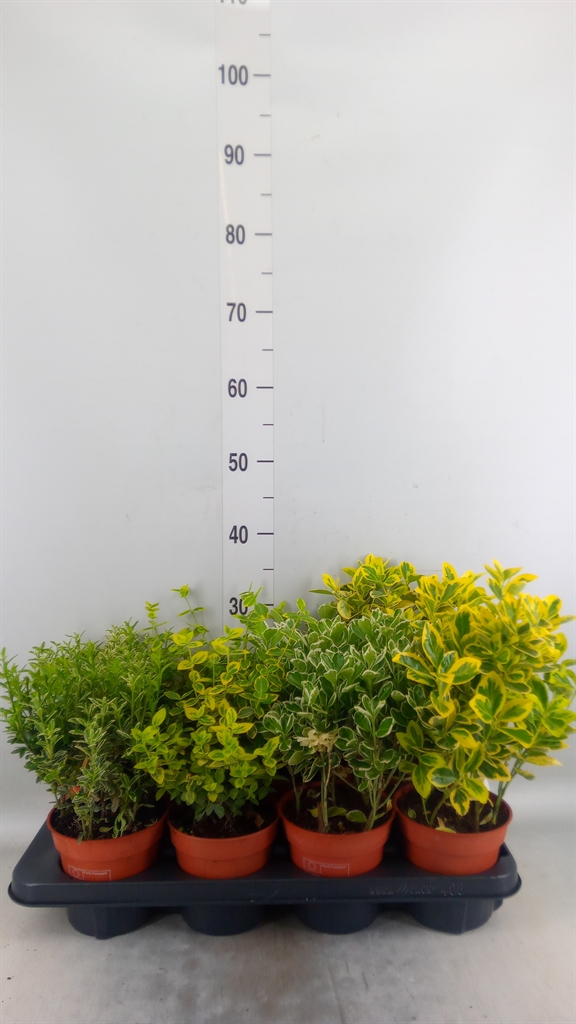 Горшечные цветы и растения оптом Euonymus Japon.   ...mix от 8шт из Голландии с доставкой по России