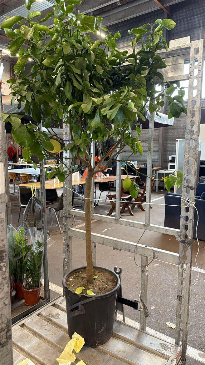 Горшечные цветы и растения оптом Citrus Lemon On Stem от 1шт (для телеги) из Голландии с доставкой по России