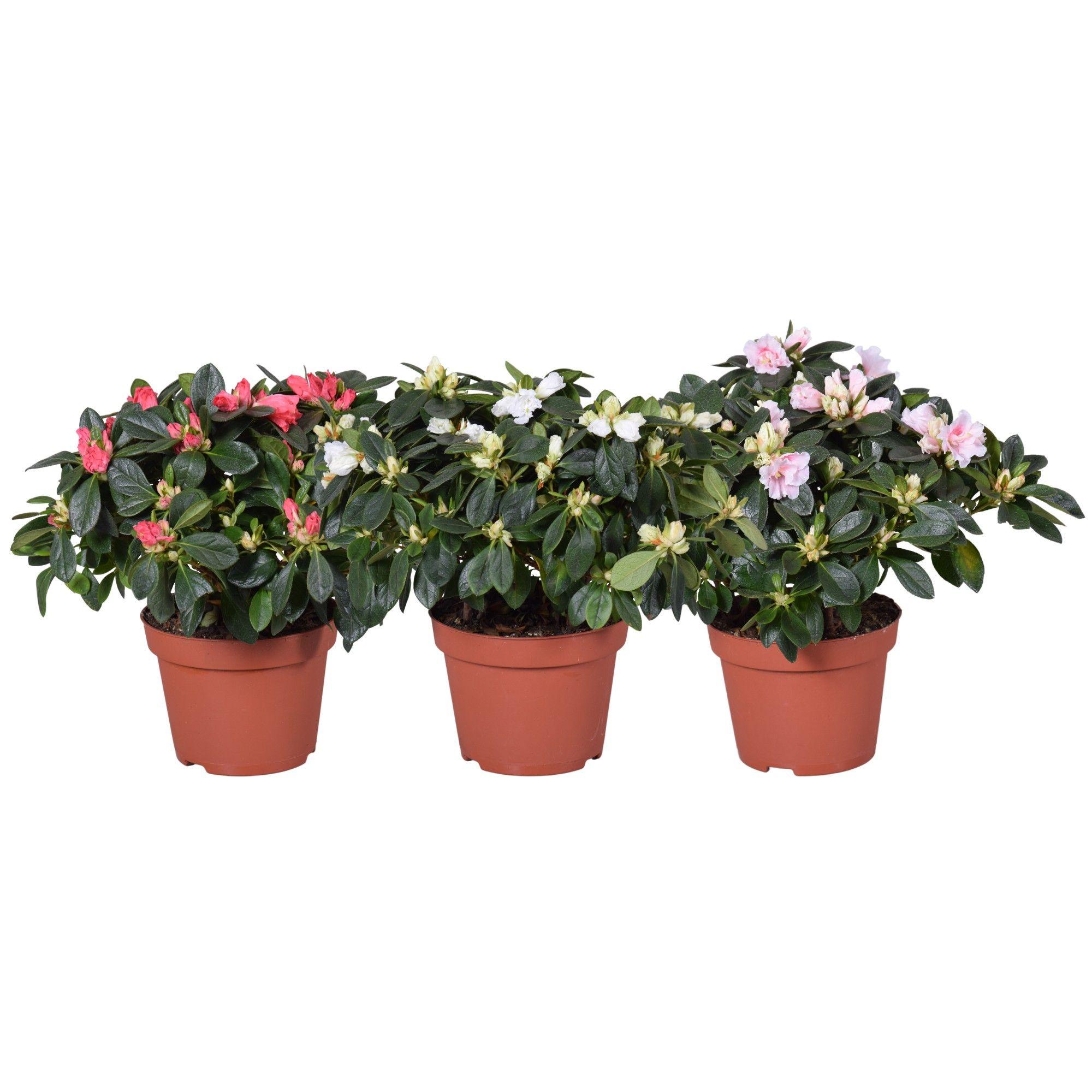 Горшечные цветы и растения оптом Azalea Spring Mix от 6шт из Голландии с доставкой по России