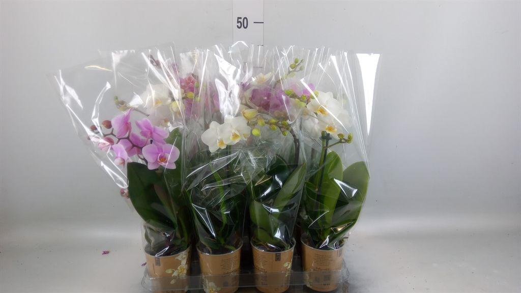 Горшечные цветы и растения оптом Phalaenopsis   ...mix от 12шт (для телеги) из Голландии с доставкой по России