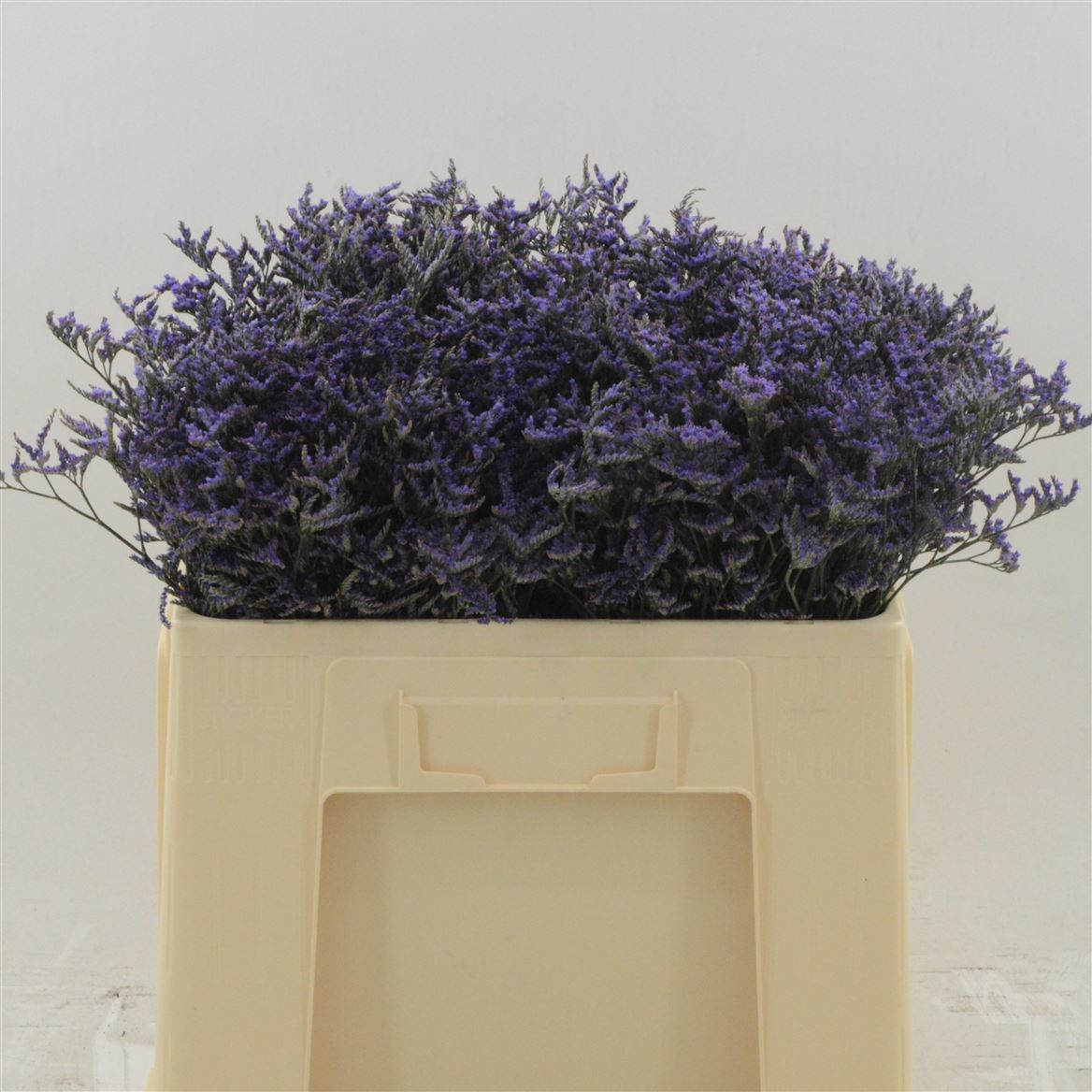 Срезанные цветы оптом Limonium safora dark blue от 100шт из Голландии с доставкой по России