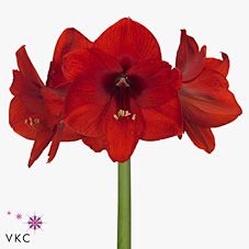 Срезанные цветы оптом Hippeastrum red lion от 15шт из Голландии с доставкой по России