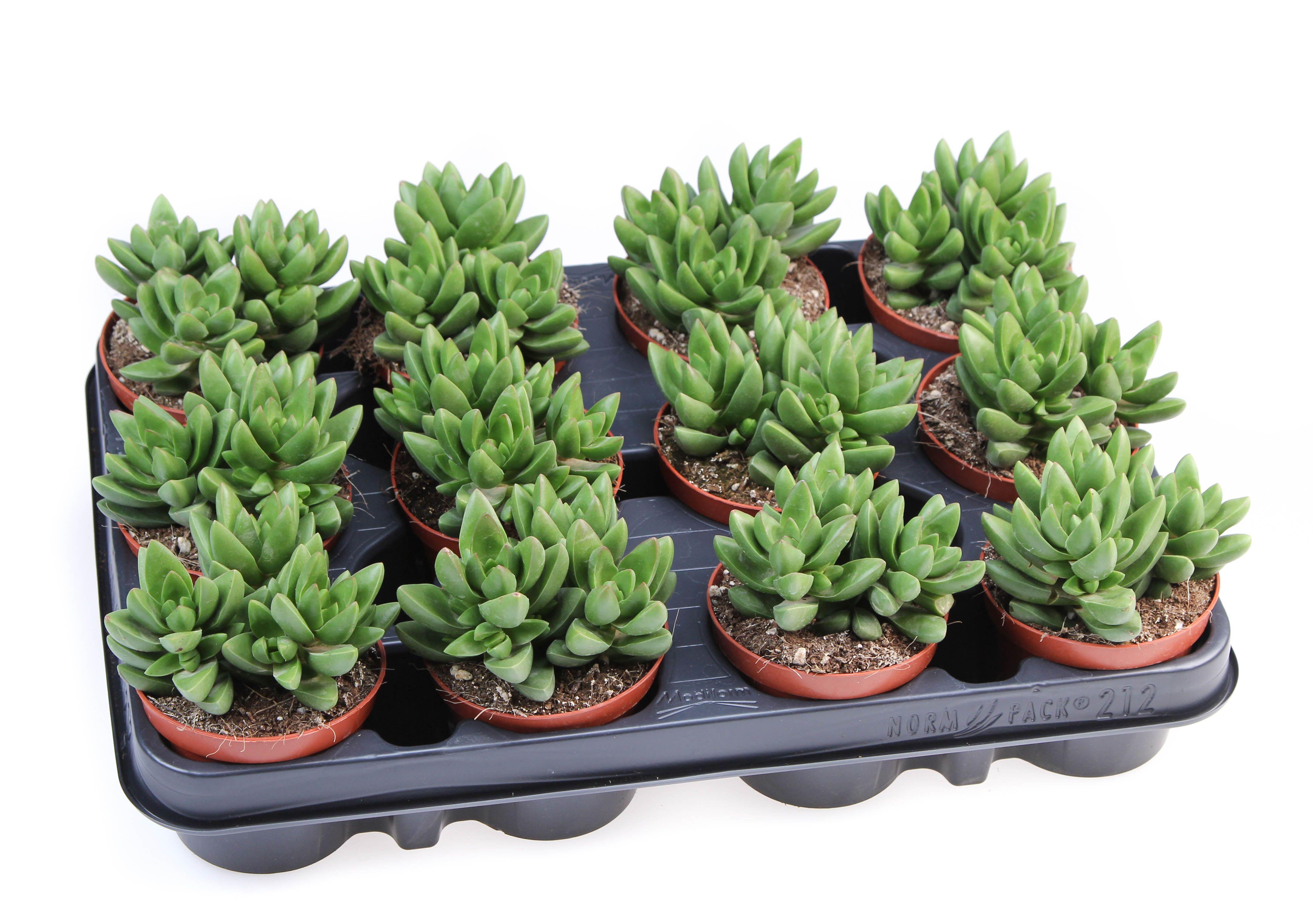 Горшечные цветы и растения оптом Crassula Ben от 12шт (для телеги) из Голландии с доставкой по России