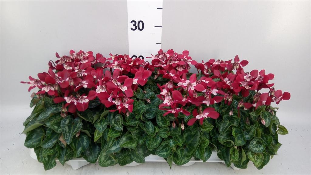 Горшечные цветы и растения оптом Cyclamen Kl djix от 8шт (для телеги) из Голландии с доставкой по России