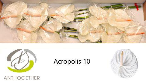 Срезанные цветы оптом Anthurium acropolis от 16шт. из Голландии с доставкой по России