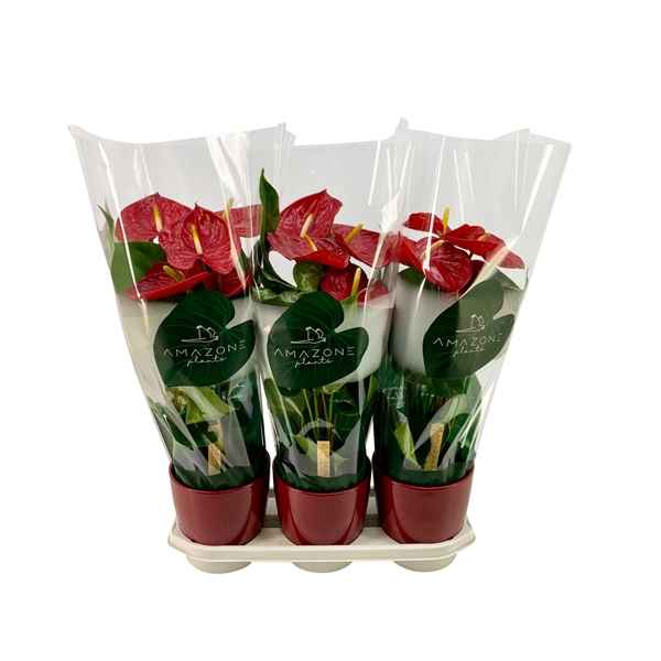 Горшечные цветы и растения оптом Anth An Red Ceramic (amazone) от 3шт из Голландии с доставкой по России