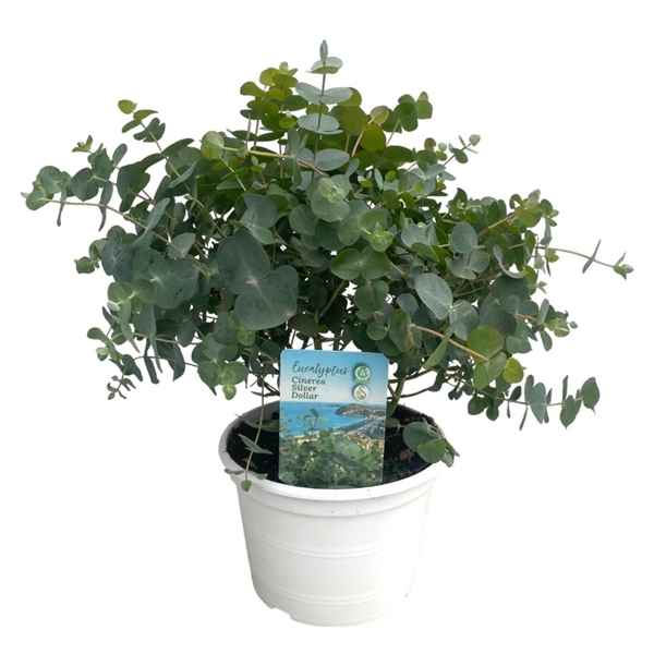 Горшечные цветы и растения оптом Eucalyptus Cinerea от 6шт из Голландии с доставкой по России
