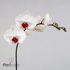 Срезанные цветы оптом Phalaenopsis red lips (per stem) от 8шт из Голландии с доставкой по России