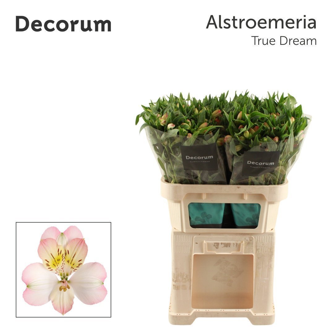 Срезанные цветы оптом Alstroemeria true dream от 50шт. из Голландии с доставкой по России