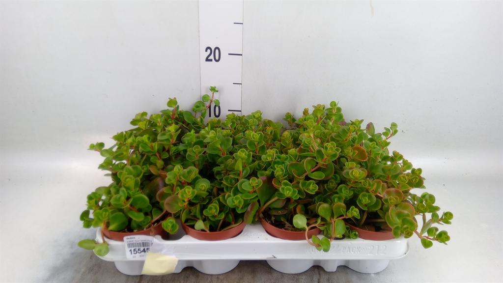 Горшечные цветы и растения оптом Sedum   ... от 12шт (для телеги) из Голландии с доставкой по России