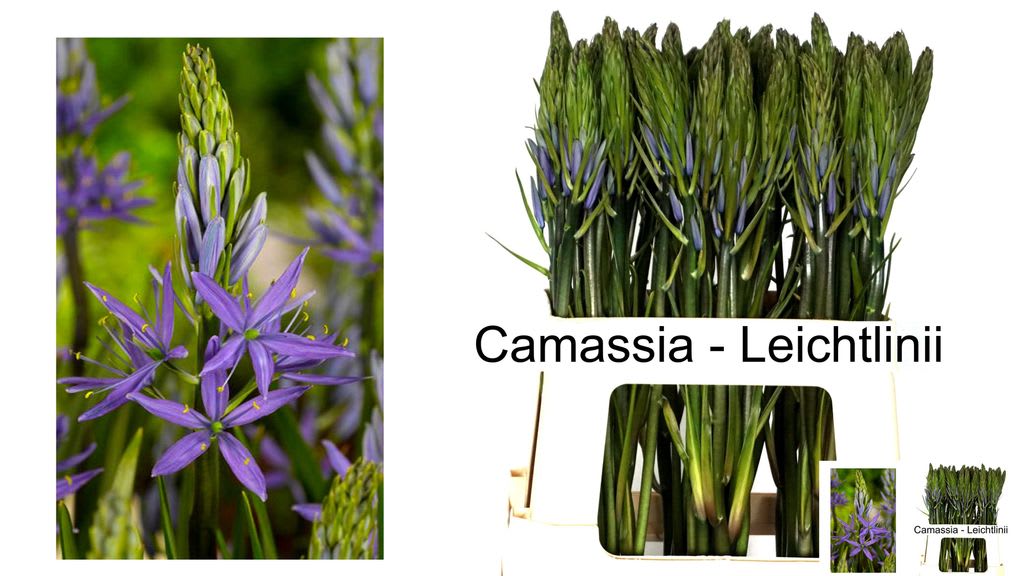 Срезанные цветы оптом Camassia caerulea от 60шт из Голландии с доставкой по России