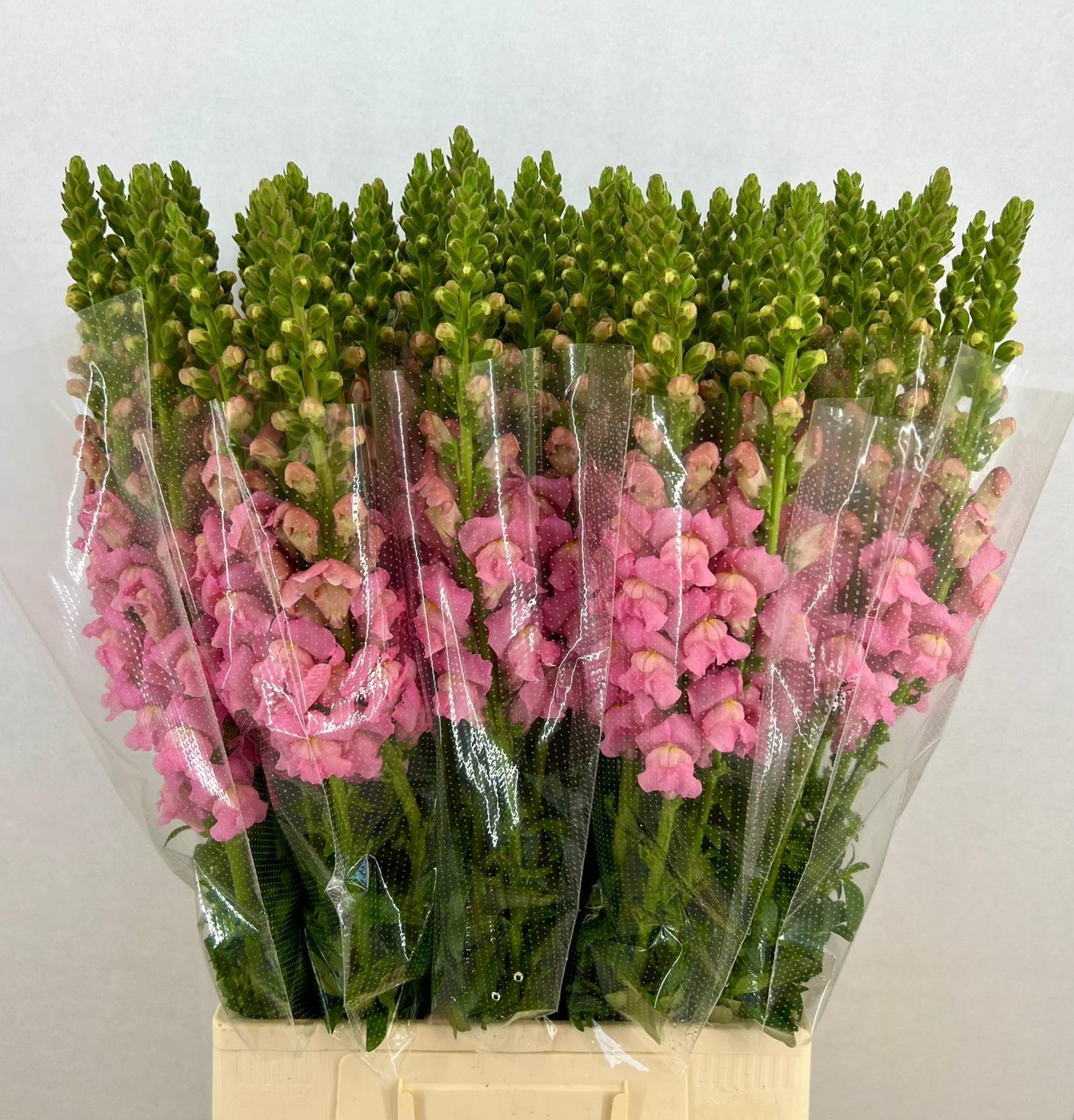 Срезанные цветы оптом Antirrhinum potomac pink от 100шт из Голландии с доставкой по России