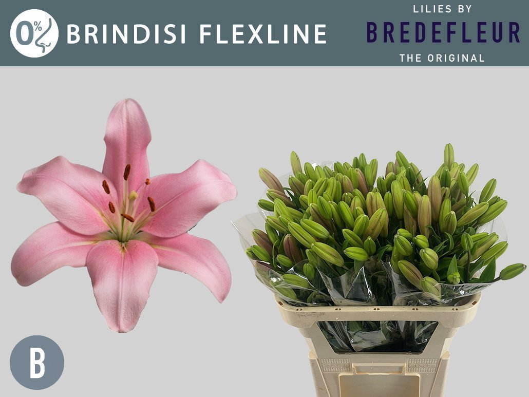 Срезанные цветы оптом Lilium la brindisi от 60шт из Голландии с доставкой по России Срезанные цветы оптом Lilium la brindisi от 60шт из Голландии с доставкой по России