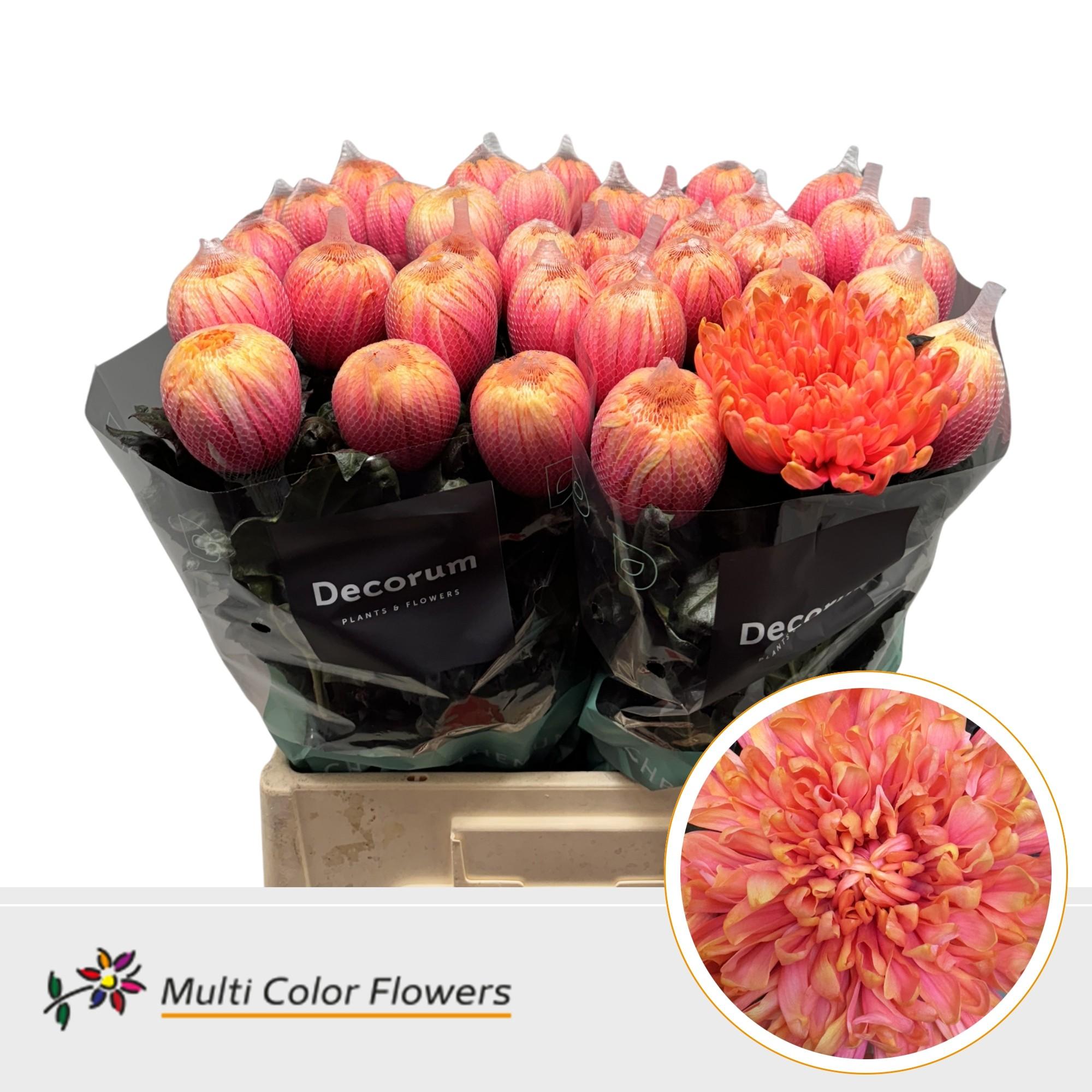 Срезанные цветы оптом Chrys bl paint antonov galaxy от 40шт. из Голландии с доставкой по России