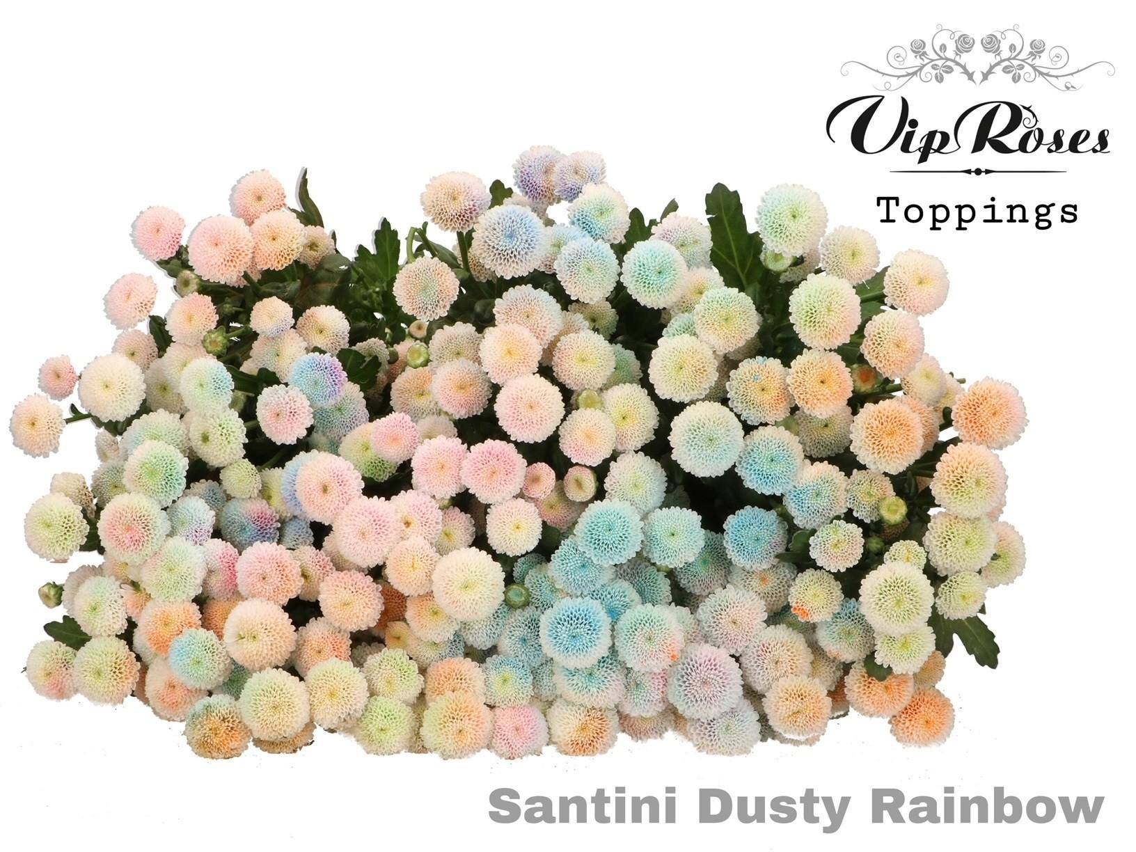 Срезанные цветы оптом Chrys sa paint dusty rainbow от 50шт из Голландии с доставкой по России
