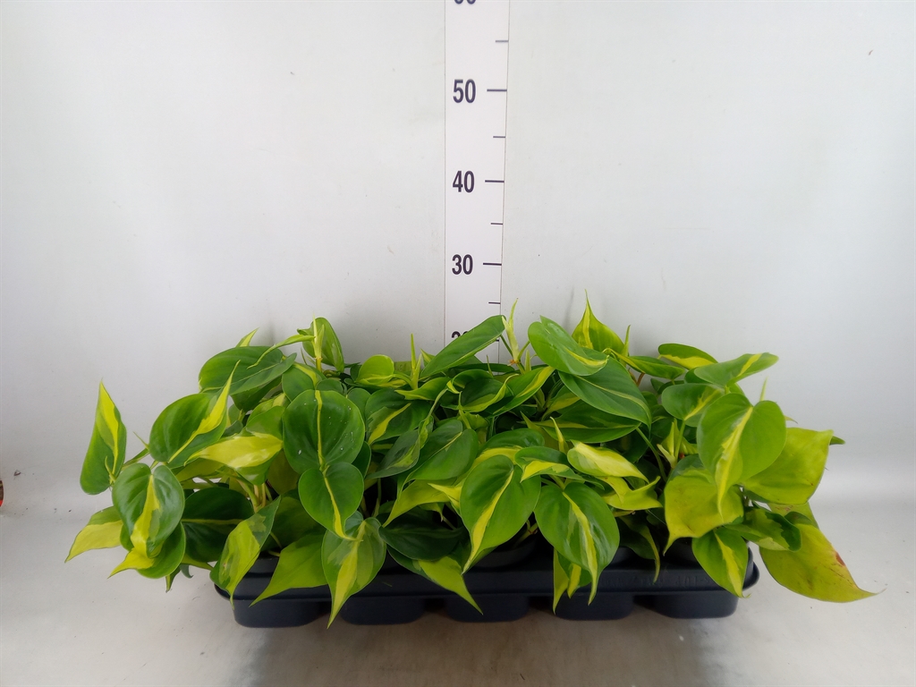 Горшечные цветы и растения оптом Philodendron Scandens Brasil от 10шт' из Голландии с доставкой по России